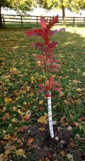 Land Steward - Fall 2014