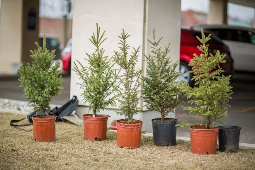 HGH-tree-planting-web-size-15_preview
